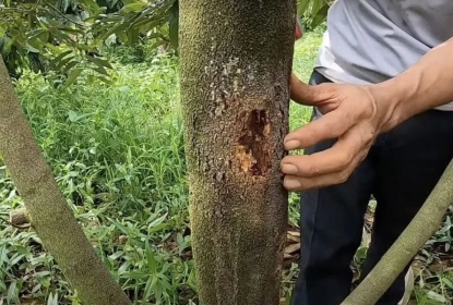 nhung-loai-benh-tren-cay-sau-rieng-va-cach-xu-ly-hieu-qua-vat-tu-nong-nghiep-dong-nai-huong-dan-chi-tiet